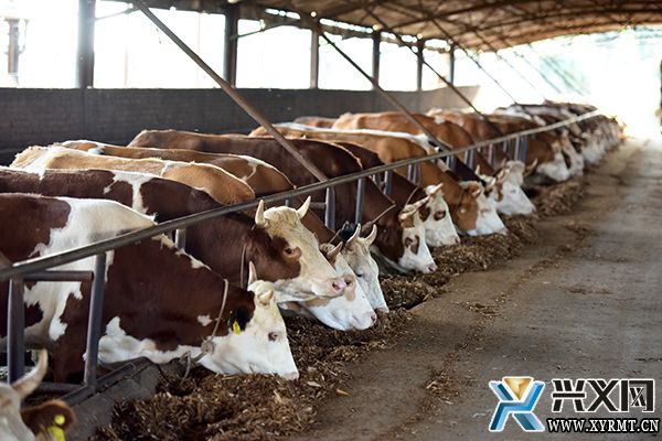 【念好“养牛经” 做强“牛经济”】纳玉村：做强牛产业 “犇”出致富路(图3)