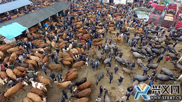 【念好“养牛经” 做强“牛经济”】万屯镇：写好“牛文章” 做强“牛经济” 全力打造“肉牛小镇”(图1)