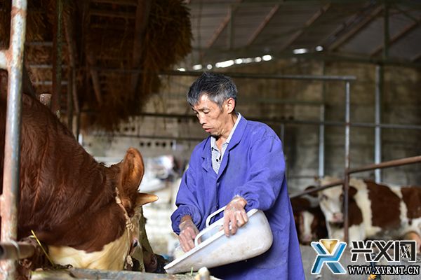 【念好“养牛经” 做强“牛经济”】万屯镇：写好“牛文章” 做强“牛经济” 全力打造“肉牛小镇”(图3)