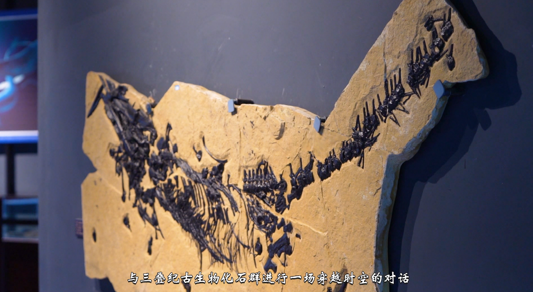 《人文兴义》探访兴义三叠纪(图8)