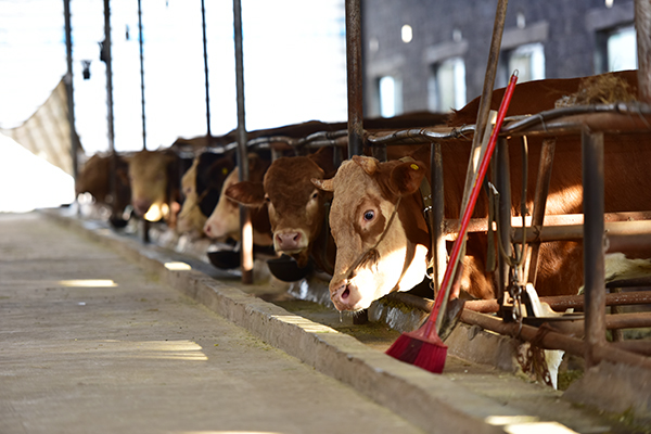 【念好“养牛经” 做强“牛经济”】查白村：实施“六方合作”模式  推动肉牛产业“牛”气冲天 (图1)