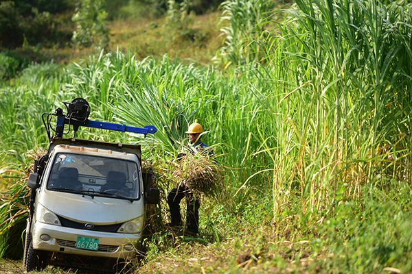 【念好“养牛经” 做强“牛经济”】查白村：实施“六方合作”模式  推动肉牛产业“牛”气冲天 (图2)