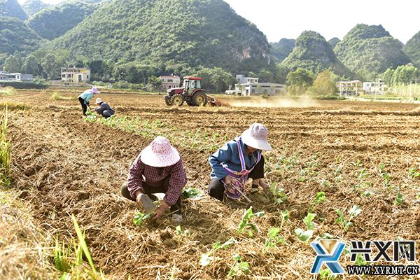 楼纳村：秋耕冬种绘“丰”景 油菜种植掀热潮(图1)