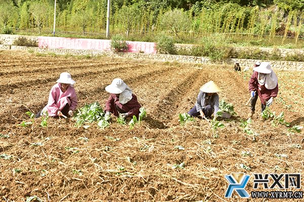 楼纳村：秋耕冬种绘“丰”景 油菜种植掀热潮(图2)