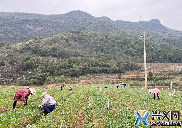 德卧镇：蔬菜基地好“丰”景 助农增收“新引擎”(图2)