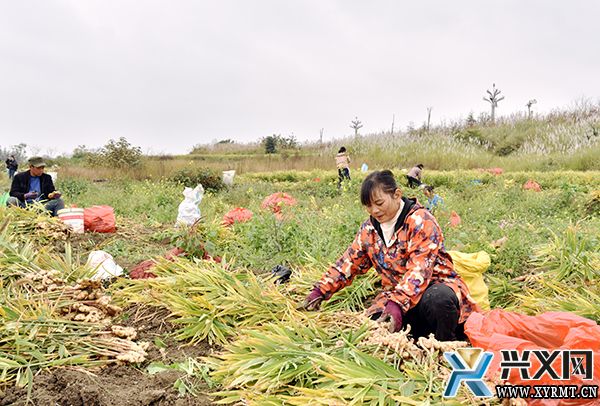 生姜丰收季 田间采收忙(图1) 生姜丰收季 田间采收忙(图1)