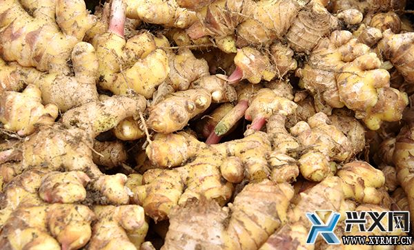 生姜丰收季 田间采收忙(图2) 生姜丰收季 田间采收忙(图2)