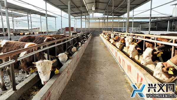 【念好“养牛经”做强“牛经济”】木陇街道大蚌村:“六方合作”助发展 “畜”势而上“犇”富路(图1) 【念好“养牛经”做强“牛经济”】木陇街道大蚌村:“六方合作”助发展 “畜”势而上“犇”富路(图1)