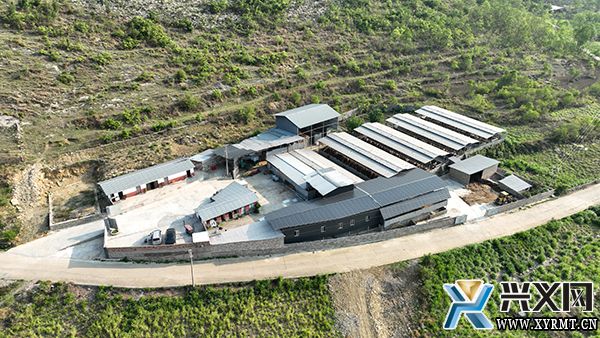 【念好“养牛经”做强“牛经济”】木陇街道大蚌村:“六方合作”助发展 “畜”势而上“犇”富路(图2) 【念好“养牛经”做强“牛经济”】木陇街道大蚌村:“六方合作”助发展 “畜”势而上“犇”富路(图2)