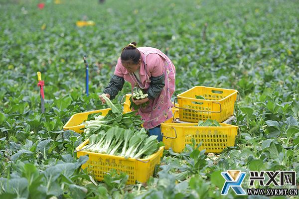 义龙新区：千亩菜心喜获丰收 村民采收种植忙(图1)
