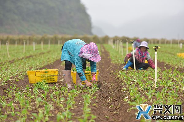 义龙新区：千亩菜心喜获丰收 村民采收种植忙(图2)