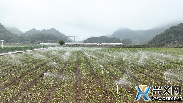 义龙新区:千亩菜心喜获丰收 村民采收种植忙(图3) 义龙新区:千亩菜心喜获丰收 村民采收种植忙(图3)