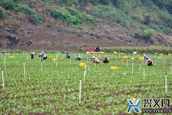 义龙新区：千亩菜心喜获丰收 村民采收种植忙(图4)