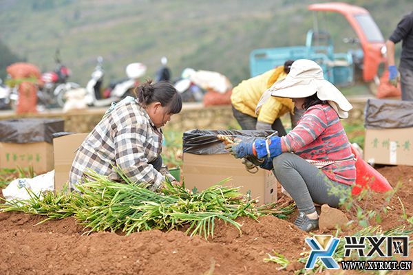 兴义市义龙新区：6.18万亩生姜喜获丰收 预计产值将达4.3亿元(图3)