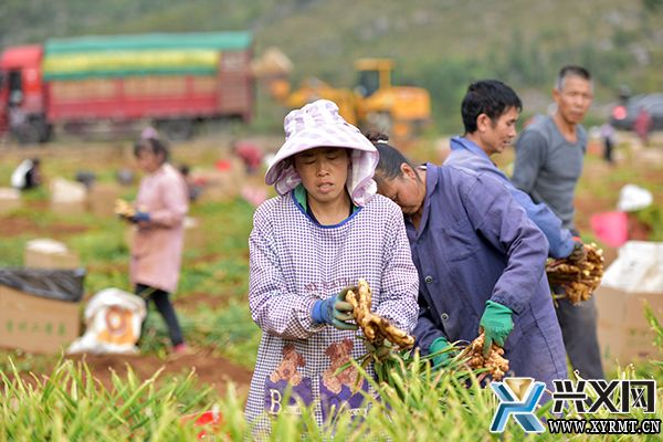 兴义市义龙新区：6.18万亩生姜喜获丰收 预计产值将达4.3亿元(图4)