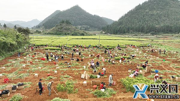 兴义市义龙新区：6.18万亩生姜喜获丰收 预计产值将达4.3亿元(图5)