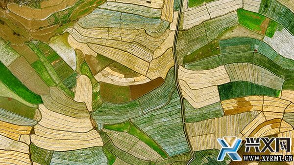 团结村:蒜苗丰收采销忙 打响助农增收“金蒜盘”(图4) 团结村:蒜苗丰收采销忙 打响助农增收“金蒜盘”(图4)