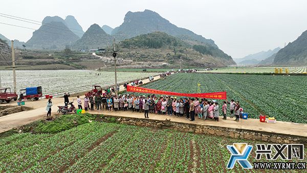 八光海子坝区：课堂“搬”进田间 助力菜心产业高质量发展(图1)