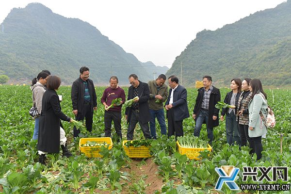 八光海子坝区：课堂“搬”进田间 助力菜心产业高质量发展(图2)