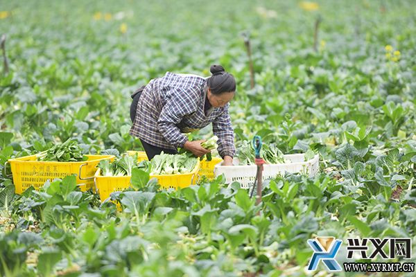 八光海子坝区：课堂“搬”进田间 助力菜心产业高质量发展(图3)
