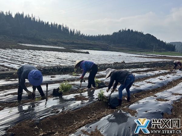 义龙新区：发展香椿产业 助力乡村振兴(图1)