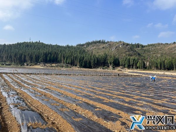 义龙新区：发展香椿产业 助力乡村振兴(图2)