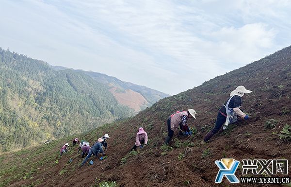 义龙新区安叉茶场：冬季茶苗栽种忙 奏响增收致富曲(图1)