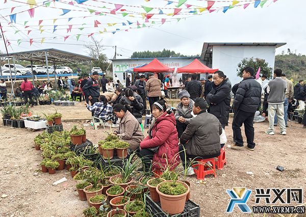 以兰会友 以花为媒——首届贵州·西南兰花联谊会助推兰花产业发展 点亮兴义人文名片(图1)