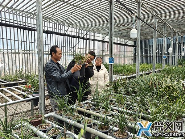 以兰会友 以花为媒——首届贵州·西南兰花联谊会助推兰花产业发展 点亮兴义人文名片(图2)