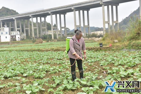 万屯镇：8000余亩油菜管护忙(图1)
