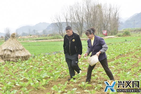 万屯镇：8000余亩油菜管护忙(图2)