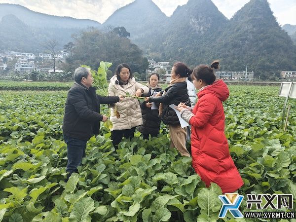 兴义市农业农村局开展油菜长势调查(图1) 兴义市农业农村局开展油菜长势调查(图1)