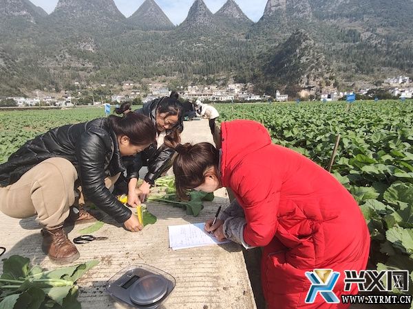 兴义市农业农村局开展油菜长势调查(图2) 兴义市农业农村局开展油菜长势调查(图2)