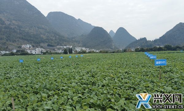 兴义市农业农村局开展油菜长势调查(图3) 兴义市农业农村局开展油菜长势调查(图3)