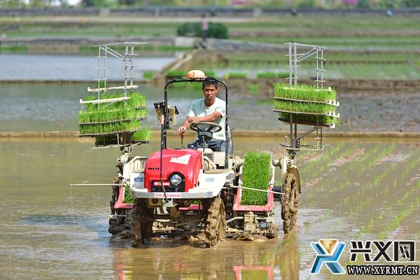 兴义义龙：推广1.25万亩机插秧 助力水稻优质高产(图1)