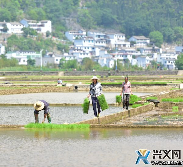 兴义义龙：推广1.25万亩机插秧 助力水稻优质高产(图4)