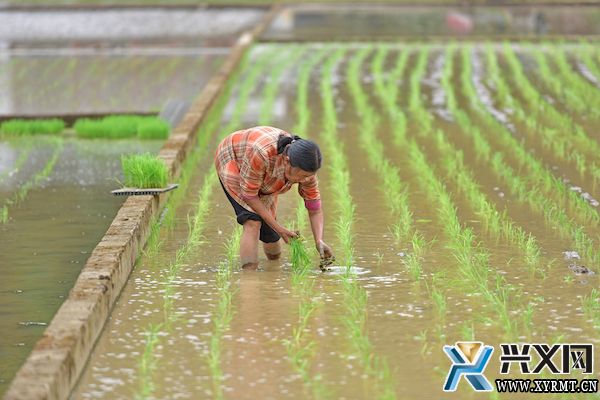 兴义义龙：推广1.25万亩机插秧 助力水稻优质高产(图5)