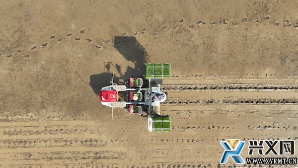 兴义义龙：推广1.25万亩机插秧 助力水稻优质高产(图6)