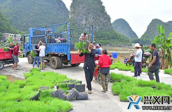 兴义义龙：推广1.25万亩机插秧 助力水稻优质高产(图2)