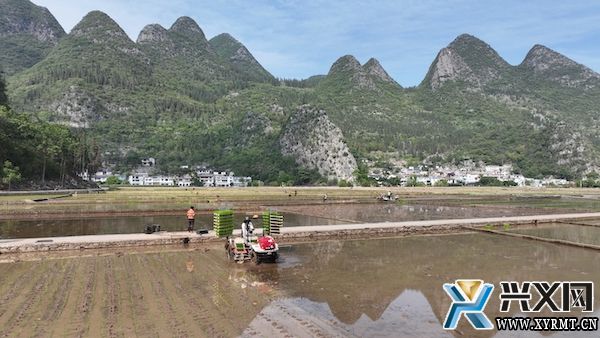 兴义义龙：推广1.25万亩机插秧 助力水稻优质高产(图7)