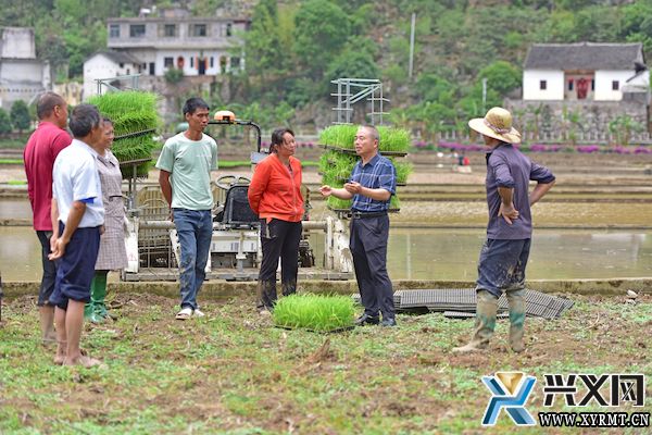 兴义义龙：推广1.25万亩机插秧 助力水稻优质高产(图3)