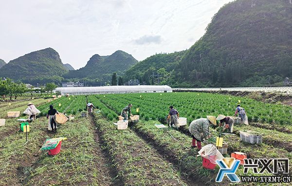 兴化坝区：600亩韭菜喜丰收 助农增收促振兴(图1)