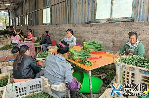 兴化坝区：600亩韭菜喜丰收 助农增收促振兴(图2)