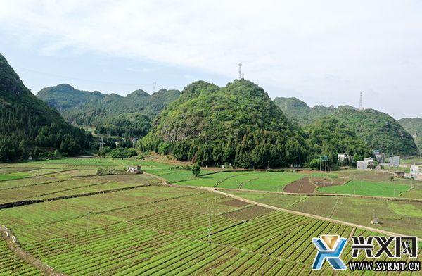 兴化坝区：600亩韭菜喜丰收 助农增收促振兴(图3)