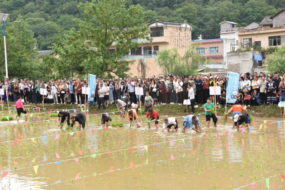 赛技艺、品美食、观表演……义龙新区楼纳村“四月六·开秧节”精彩纷呈~(图5)