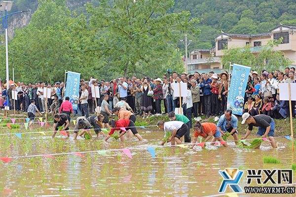 楼纳村:“开秧节”活动精彩呈现 游客沉浸式体验农耕文化(图5) 楼纳村:“开秧节”活动精彩呈现 游客沉浸式体验农耕文化(图5)