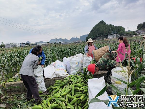 义龙新区德卧镇2200亩鲜食糯玉米丰收上市(图1)