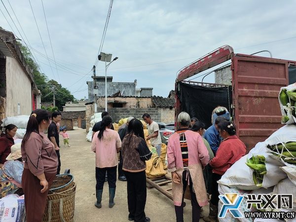 义龙新区德卧镇2200亩鲜食糯玉米丰收上市(图2)