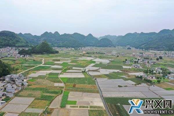 义龙新区德卧镇2200亩鲜食糯玉米丰收上市(图3)