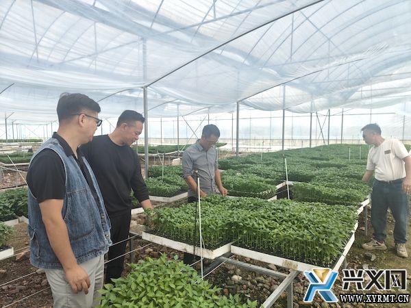 义龙新区：建设现代农业产业园 助力乡村产业高质量发展(图2)